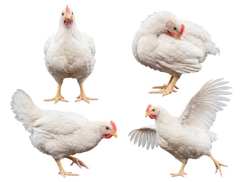Four healthy white broiler chickens in varied natural poses, including standing and flapping, on transparent background.