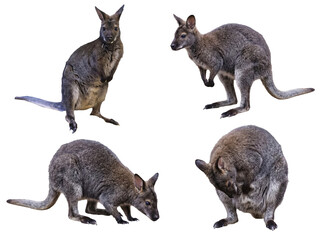 Several cute and active wallabies posing in different natural positions, isolated on a transparent background. © Philip