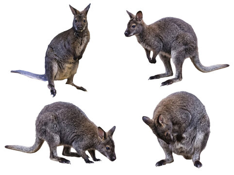 Several cute and active wallabies posing in different natural positions, isolated on a transparent background.