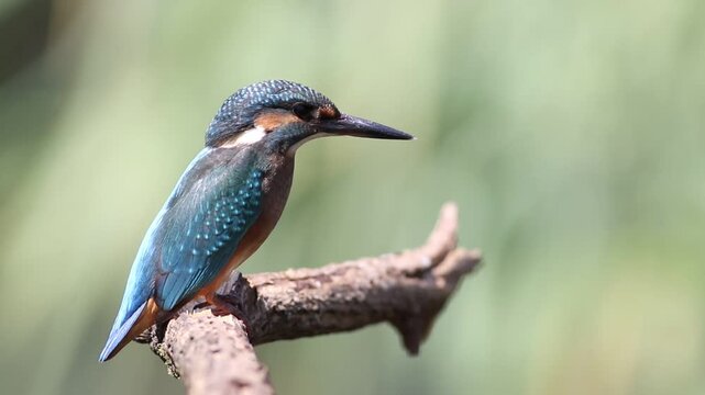 Juvenile common kingfisher turning around and flying away from a branch close up