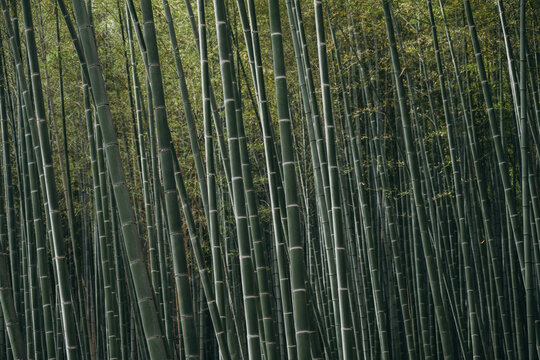 Green bamboo trunk in bamboo forest background