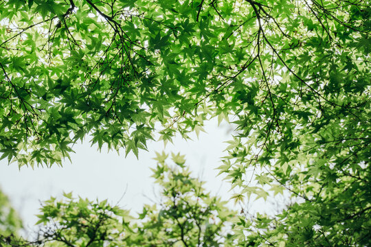 Fresh green maple leaf on tree branches background