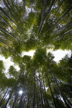 Under view of Bamboo forest background