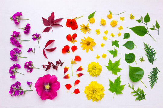 Preparing blossoms for pressing
