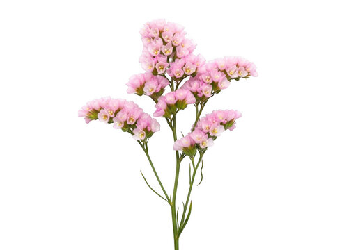 A single stem of pink limonium flowers, also known as sea lavender, isolated against a solid black background