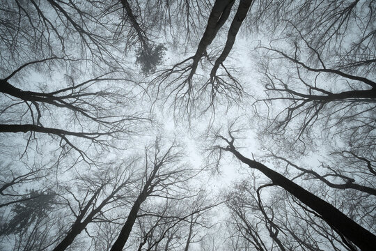 Switzerland, Thurgau, Beech forest in fog