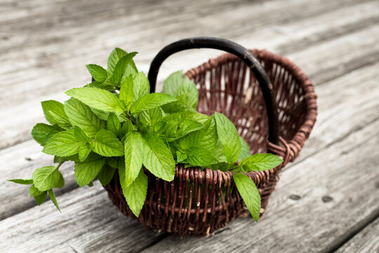 Wickerbasket of fresh peppermint