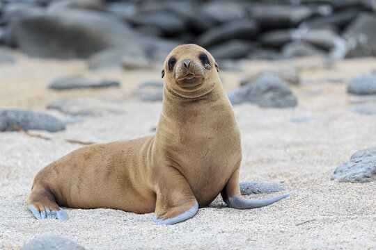 Ecuador, Galapagos Islands, Seymour Norte, young sea lion on sandy beach