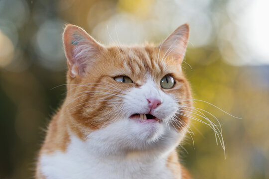 Germany, Bavaria, Close up of angry European Shorthair cat