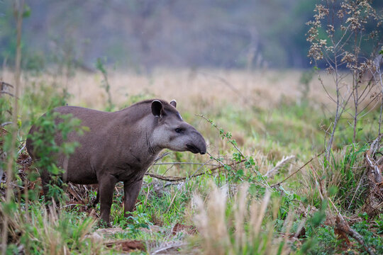 South America, Brasilia, Mato Grosso do Sul, Pantanal, Brazilian tapir, Tapirus terrestris