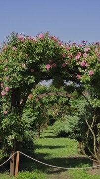 An enchanting, storybook rose garden tunnel leading through misty arches with integrated fairy lights, suggesting a blissful, relaxed fairytale realm.