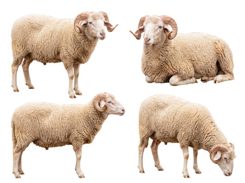 Collection of four majestic white sheep with horns in various natural poses, isolated on a transparent background.