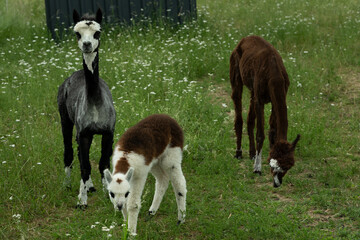 Naklejka premium alpaka tier natur lama familie