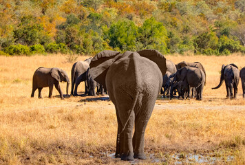 A group of elephant families go to the water's edge for a drink - African elephants standing near lake in Kruger National Park, South Africa © muratart