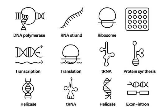Molecular biology icons: dna, rna, ribosome, and protein synthesis structures