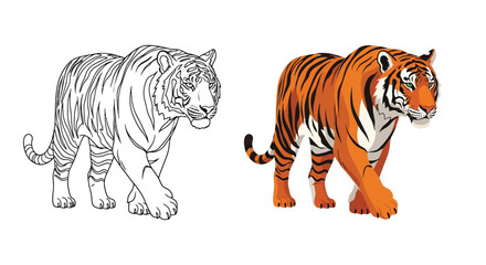 Fototapeta premium Two walking tigers shown as a detailed black line drawing and a vibrant colored illustration