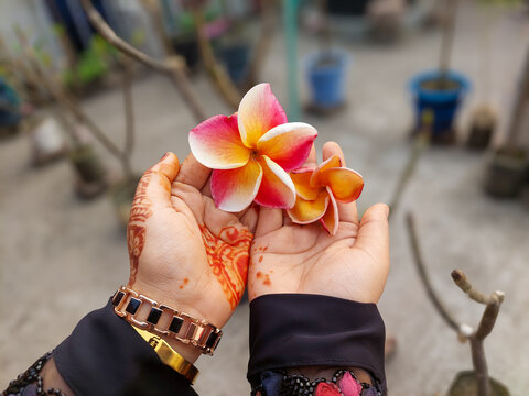 Hands holding beautiful pink and yellow frangipani flowers with henna designs