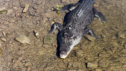 Obraz premium Aerial View of a Saltwater Crocodile Resting in Shallow River Water