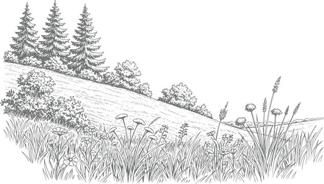 Hand-drawn of a peaceful meadow with pine trees and wildflowers on a sloping hillside landscape scene