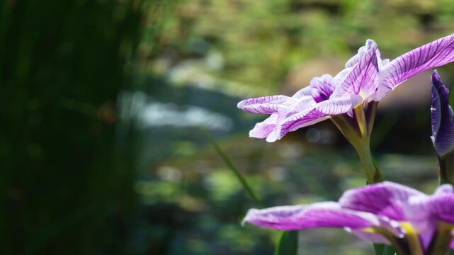 水辺の花」の写真素材 | 28,941件の無料イラスト画像 | Adobe Stock