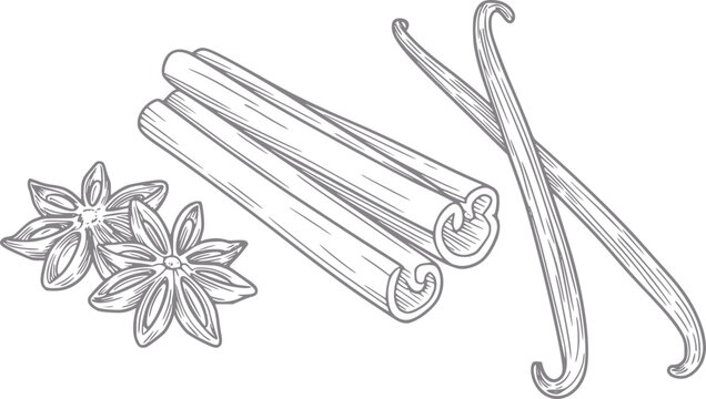 Hand-drawn of cinnamon sticks, star anise, and vanilla beans
