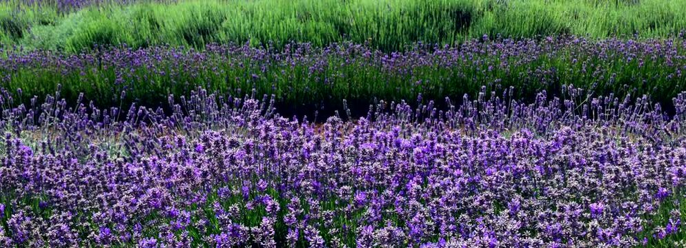 Untitled Project 1england gloucestershire the cotswolds snowshill lavender farm lavender fields