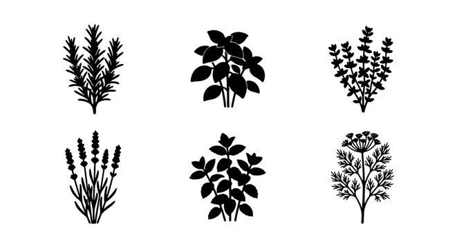 Herbal Plant Icons: Basil, Rosemary, Lavender, Dill, Thyme, Sage Vector Graphics