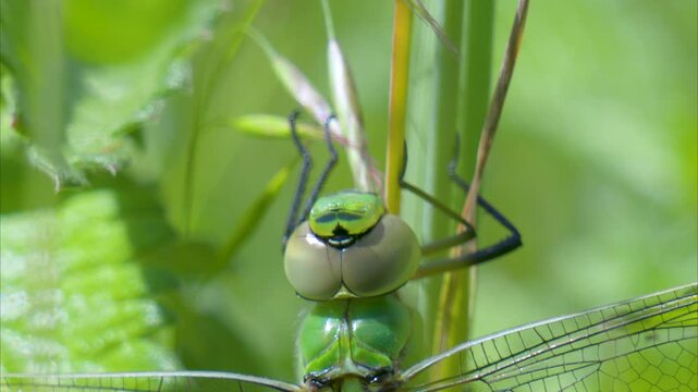 Emperor (Anax imperator) dragonfly perched on a reed in the summer sunshine. Taken at Forest Farm