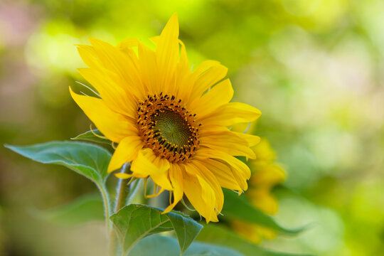 Germany, Baden Wuerttemberg, Annual sunflower, close up