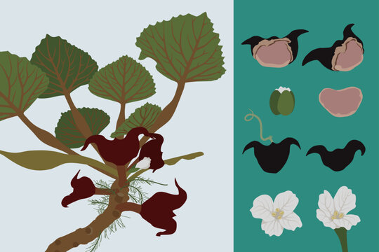 Diagrams combining the intact water caltrop plant and its individual parts.