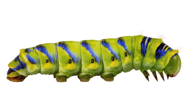 Bright green caterpillar with blue stripes and yellow spots