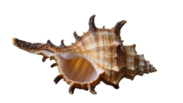 Spiky brown and beige seashell with intricate spiral pattern
