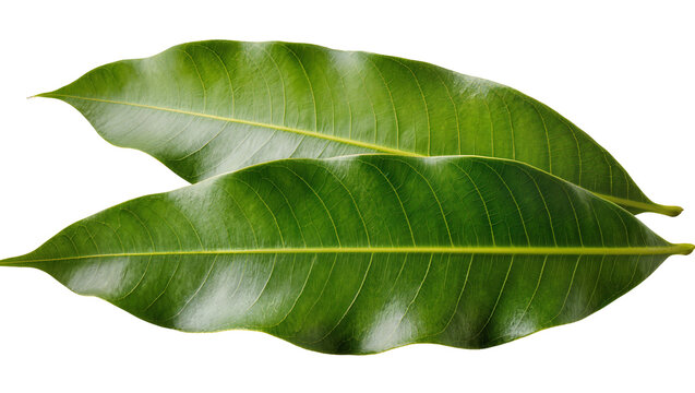 Two green mango leaves with prominent veins