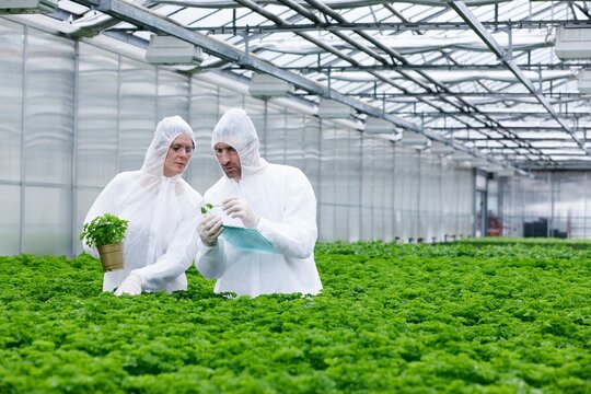 Germany, Bavaria, Munich, Scientists in greenhouse examining parsley plant