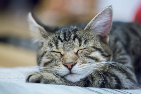 Portrait of sleeping cat