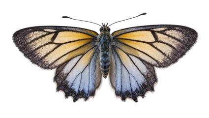 Orange and white butterfly with black veins and markings © Gabriela