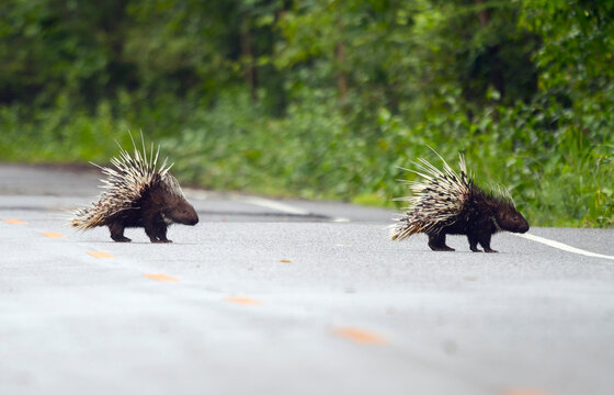 Thailand, Petchaburi Province, two Malayan porcupines crossing street