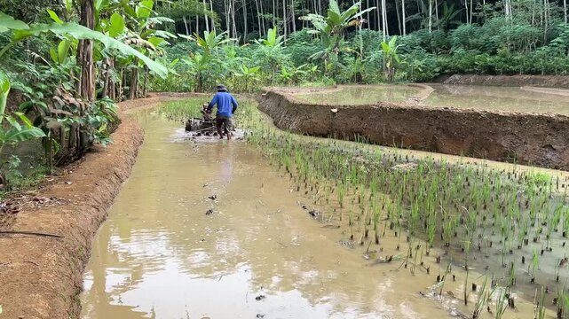 A farmer is plowing his rice field before planting rice again in Indonesia.
