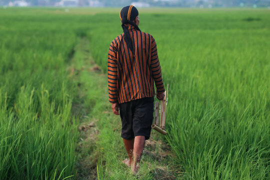 An old man in rural Indonesia wears a traditional Javanese lurik shirt and blangkon while holding a bamboo angklung musical instrument in a green rice field.