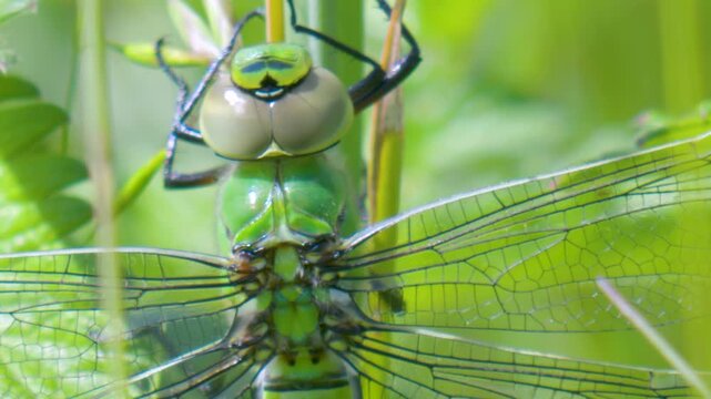 Emperor (Anax imperator) dragonfly perched on a reed in the summer sunshine. Taken at Forest Farm