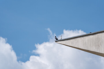Naklejka premium A feral pigeon, rock dove, perches alone on a sharp concrete roof edge. Blue sky and clouds create a minimalist urban wildlife composition.