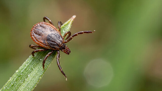 Macro of a single tick in questing position on top of a green grass blade, parasite and seasonal health awareness concept with natural background and copy space