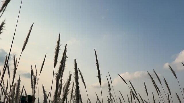 Low-angle view of wild grass stems swaying gently against a bright sky during golden hour