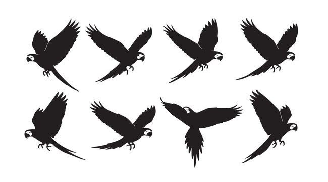 Macaw parrots in flight silhouettes against white background