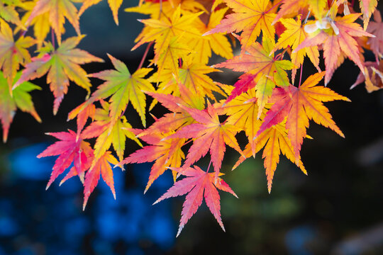 秋の訪れを告げるいろは紅葉