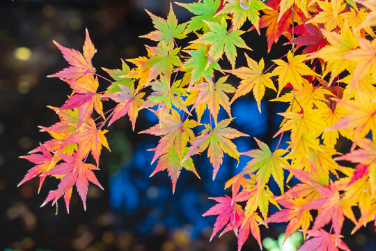 秋の訪れを告げるいろは紅葉