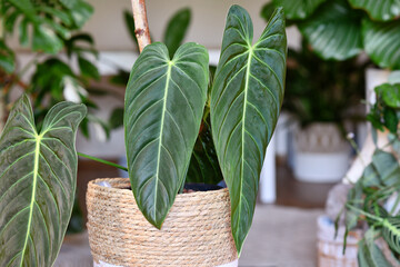 Tropical 'Philodendron Melanochrysum' houseplant with long velvet leaves in flower pot on table in living room © Firn