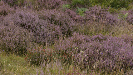 Fototapeta premium Purple Heather and Wild Grasses in the Scottish Highland Moorland