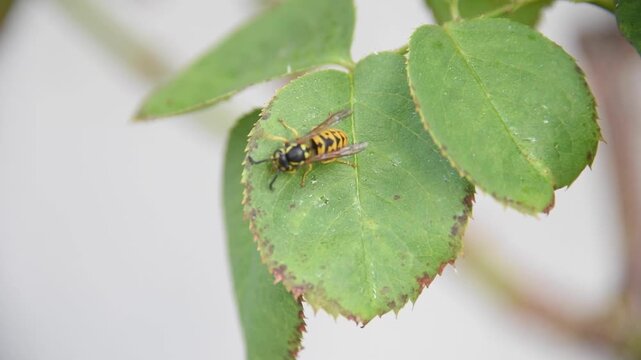 Close-up view of a yellowjacket wasp meticulously preening its antennae and legs while resting on a vibrant green leaf in nature