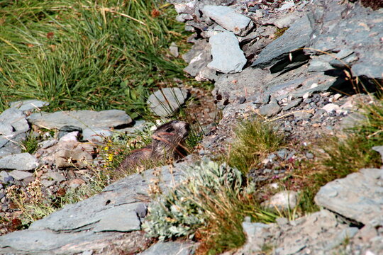 Murmeltier am Gro&szlig;glockner